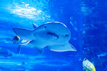 Shark ray ( latin name Rhina ancylostoma ) .