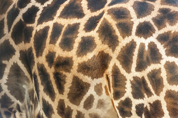 Giraffe animal skin texture.