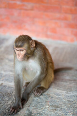 Monkey at the Swayambhunath temple in Nepal