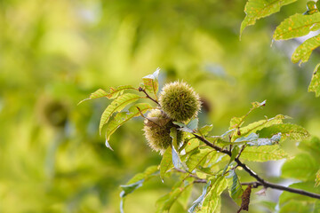 Young fruits of Japanese Chestnut, on the branch