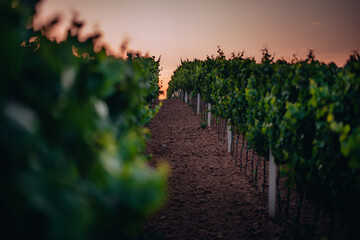 Fototapeta premium Sunset in a vineyard in South Moravia, Czech Republic