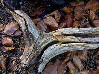 fallen autumn leaves