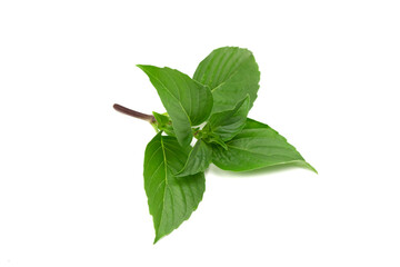 sweet basil leaf isolated on white background