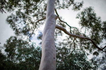 Fototapeta premium albero