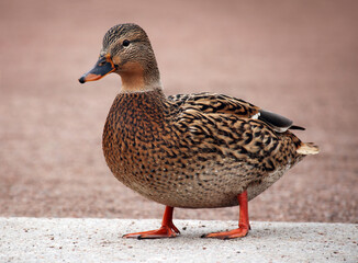 Female wild duck