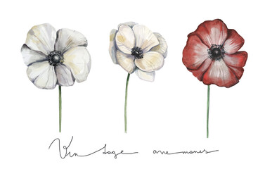 Anemone hand painted watercolor flower set in vintage retro style. Ideal for wedding, birthday invitations, 8 march, mothers day, decoration card. Isolated design element on white.