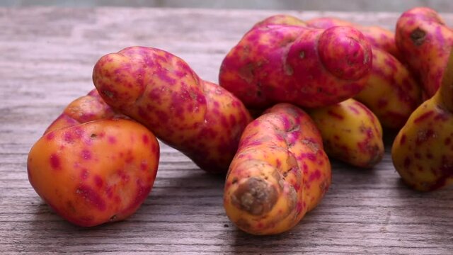 Olluco (Ullucus tuberosus), a exotic and colorful root crop from the Andean, used as food