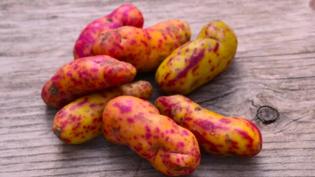Olluco (Ullucus tuberosus), a exotic and colorful root crop from the Andean, used as food