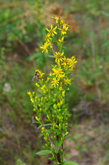 Goldenrod (lat. Solidago virgaurea). The bee collects nectar © koromelena