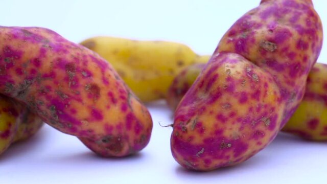 Olluco (Ullucus tuberosus), a exotic and colorful root crop from the Andean, used as food