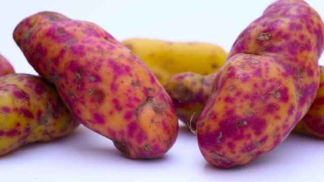 Olluco (Ullucus tuberosus), a exotic and colorful root crop from the Andean, used as food