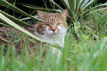 An orange and white tabby cat hiding under agave plants in the grass outdoors.