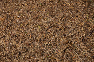 Big anthill in the forest close-up, background