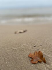Autumn leaf on the sand by the sea