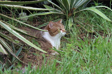 An orange and white tabby cat hiding under agave plants in the grass outdoors.