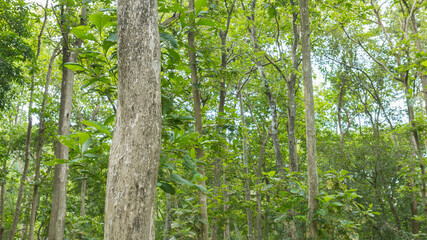 Obraz premium Teak tree in the forest with blurred background.Selective focus 