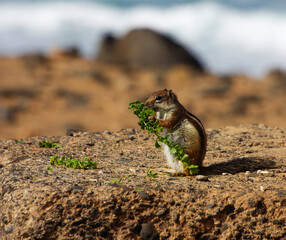 Squirrel perched on a stone eating a plant.