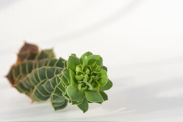 Succulents close-up on a white background in soft focus. Top view of a creative minimalist composition. Sunlight and beautiful light shadows. Space for text. Vintage style.