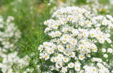 white cutter flowers Blooming in flower garden on blurry natural background.