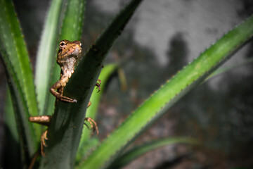  Garden lizard on a tree