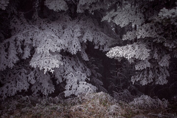 Atmospheric winter forest landscape. Frozen dark wood, background with hoar frost on fir branches. Winter magic, mysterious landscape. Frost on the pine trees in the mist. 