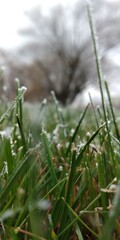 grass in the snow