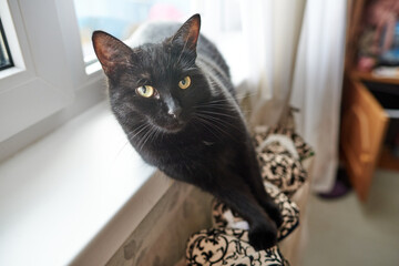 Old heating radiator with peeling paint tied with a cloth for lying cats. Black one warms her paws