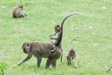 Gray macaques are wild animals that are easily found in Baluran National Park, Situbondo, East Java, Indonesia.