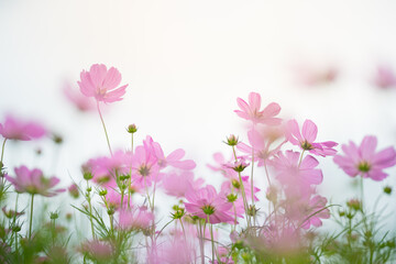 Nature of cosmos flower in garden using as cover page background natural flora wallpaper or template brochure landing page design