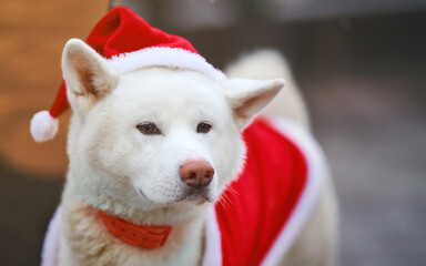 Cute white Akita Inu with Santa hat. Lovely dog Akita Inu dressed up for Christmas holidays in red Santa costume, festive dog walking on street. SELECTIVE FOCUS ON EYES
