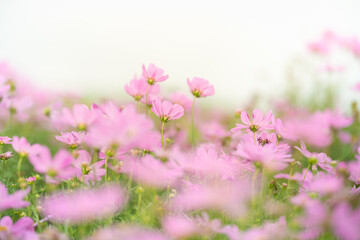 Nature of cosmos flower in garden using as cover page background natural flora wallpaper or template brochure landing page design