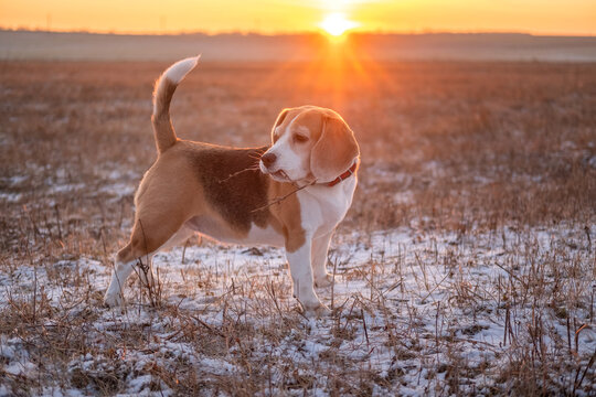 cute dog of the Beagle breed on a walk on a winter evening against the background of a beautiful sunset