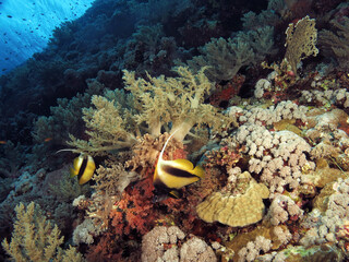 Fototapeta na wymiar A pair of Red Sea bannerfish on a beautiful Red Sea coral reef