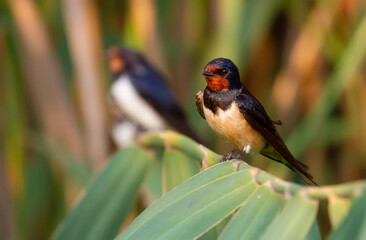 Barn swallow, Hirundo rustica. Birds sitting on the cane stalk above the river