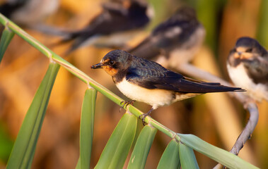 Barn swallow, Hirundo rustica. A young bird holds a fly in its beak