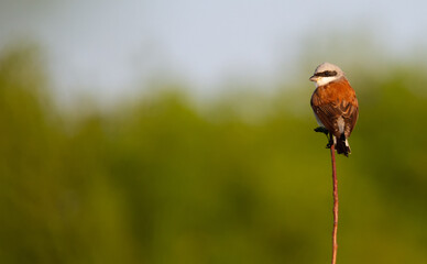 Red-backed shrike, Lanius collurio. An adult male bird sits on the top of a young tree