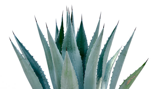Agave desmettiana 'Variegata', Variegated Smooth Agave Plant Isolated on White Background