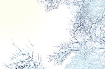 Fototapeta na wymiar tree branches with snow
