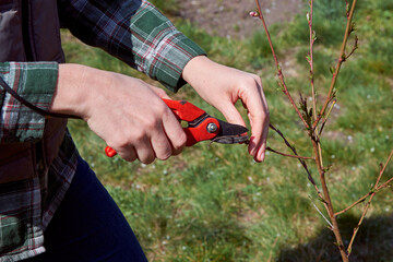 Pruning of trees by secateurs.