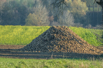 Geerntete Zuckerrüben Haufen auf dem Feld