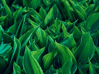 Background of dark green leaves.