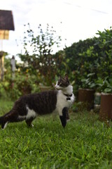 Obraz premium Gata tricolor bajo el sol