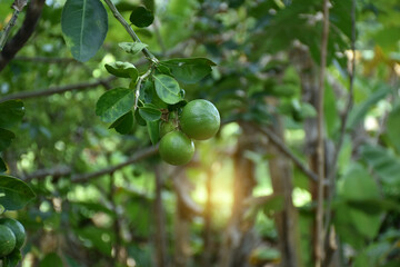 Green limes on a tree. Lemon has an acidic effect and excellent source of vitamin C.
