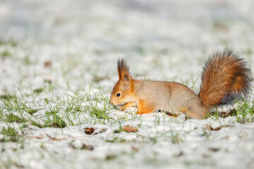 Naklejka na ściany i meble Red Squirrel sitting on snow