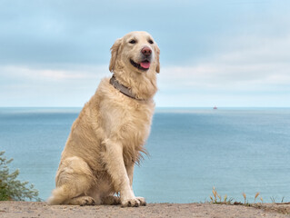 White golden labrador retriever dog on the beach