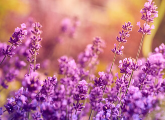 Fototapeta premium Soft focus on lavender flowers.