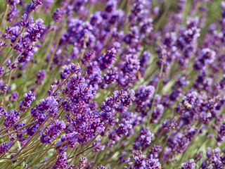 Lavender flowers in flower garden.