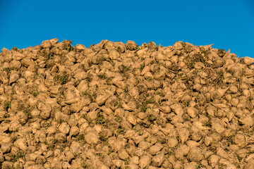 Geerntete Zuckerrüben Haufen auf dem Feld