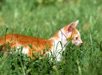 Kitten playing in the grass.