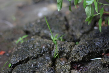 grass grows over the cracked ground